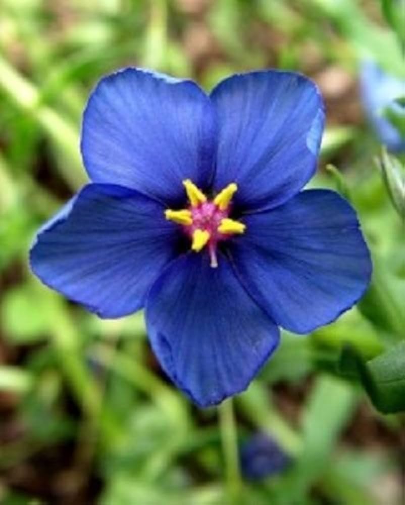 Blue pimpernel plants from seeds creating a deer-resistant groundcover with bright star-like flowers